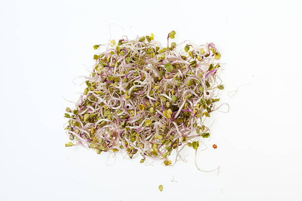 istock The healthy diet. Fresh sprouts 638594924