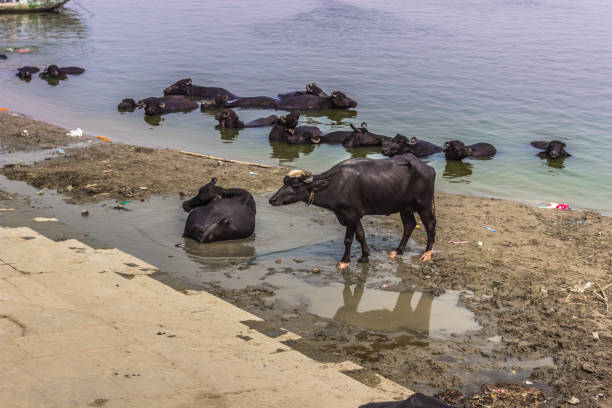 istock October 31, 2014: Bulls in Varanasi, India 638595218
