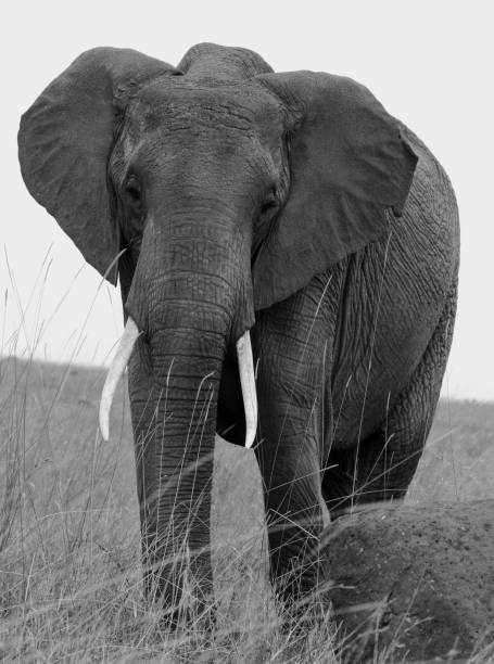 istock Large Elephant in Black & White in Chobe 638595906