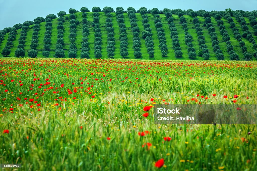 Poppy field behind the olive grove Meknes, Morocco, North Africa Poppy field behind the olive grove Meknes, Morocco, North Africa Nikon D3x Morocco Stock Photo