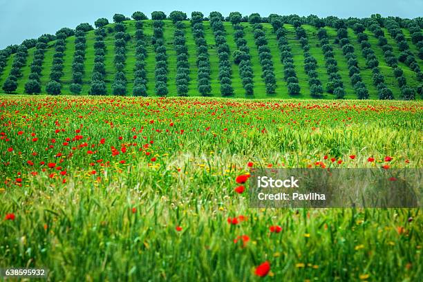 Poppy Field Behind The Olive Grove Meknes Morocco North Africa Stock Photo - Download Image Now