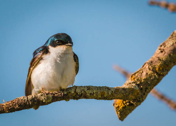 istock Tree swallow - Tachycineta bicolour male 638596898