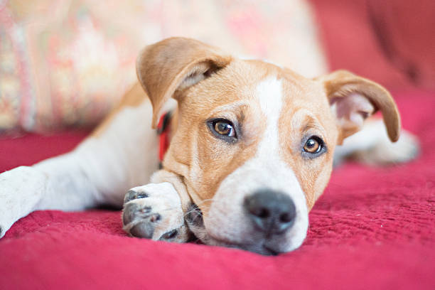 アメリカンスタッフォードシャーテリア子犬 - american staffordshire terrier bull terrier terrier purebred dog ストックフォトと画像