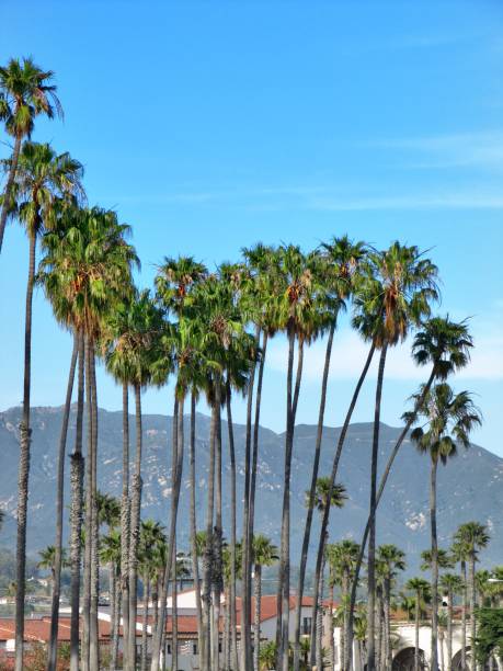 istock Sunny palm group in Santa Barbara, California 638597198
