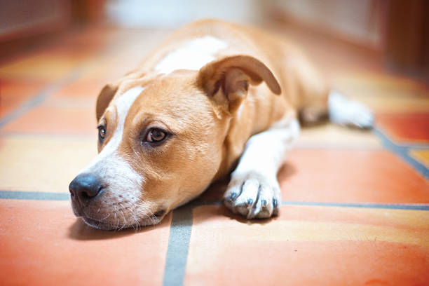 istock American Staffordshire Terrier Puppy 638597350