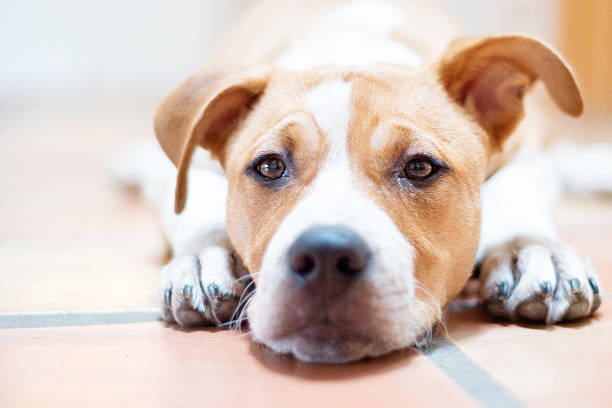 The American Staffordshire Terrier also known as Amstaff is a medium-sized, short-coated American dog breed. It is one of several breeds commonly known as pit bulls.