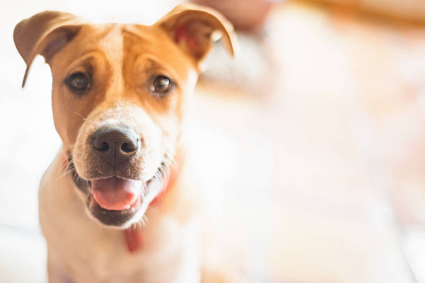young mixed breed dog