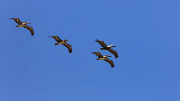 istock Four pelicans against blue sky, Florida, USA 638599020