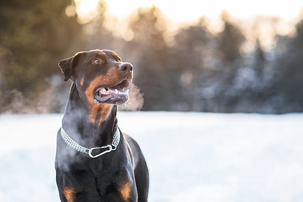 Doberman pinscher playing in the snow