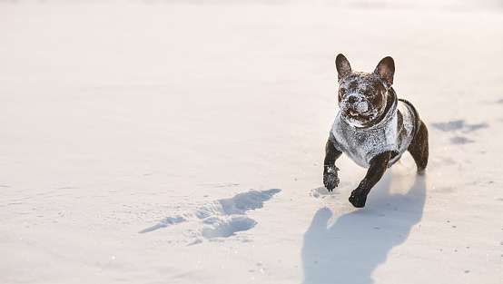 French bulldog playing in the snow