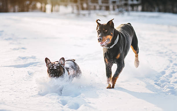 Doberman pinscher and French bulldog playing in the snow