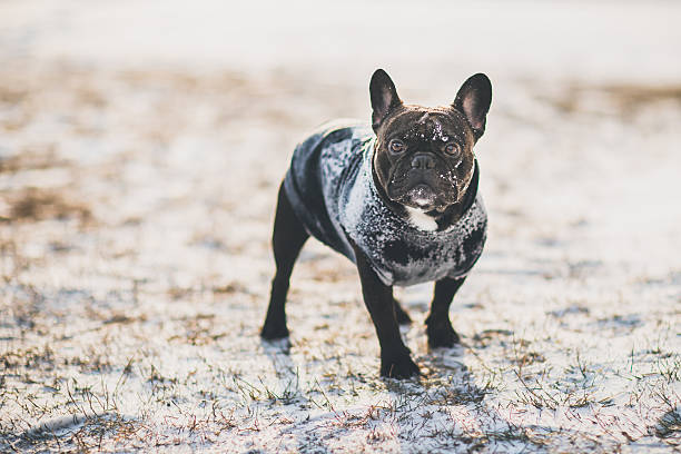 French bulldog playing in the snow