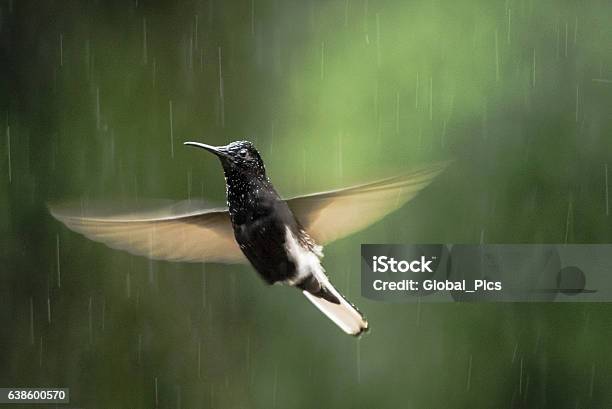 Black Jacobin Stock Photo - Download Image Now - Amethyst Sunbird, Animals In The Wild, Beauty In Nature