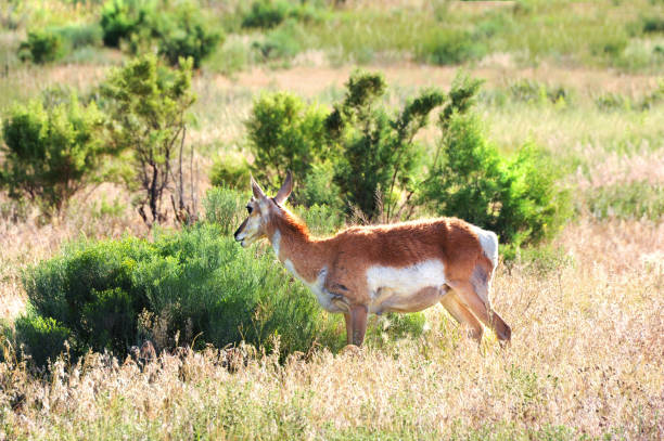 istock Prong Horn of Yellowstone 638600602