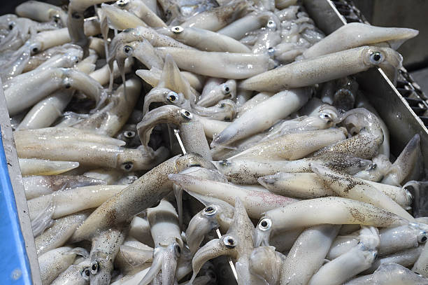 Live squid being off loaded from a large commercial fishing boat.
