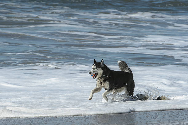 istock One Black and White Dogs Playing on the Beach 638603024
