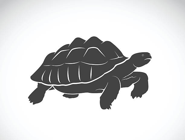 Vector of a turtle on white background. Reptile. Wild Animals. Vector of a turtle on white background. Reptile. Wild Animals. (Geochelone sulcata) geochelone elegans stock illustrations