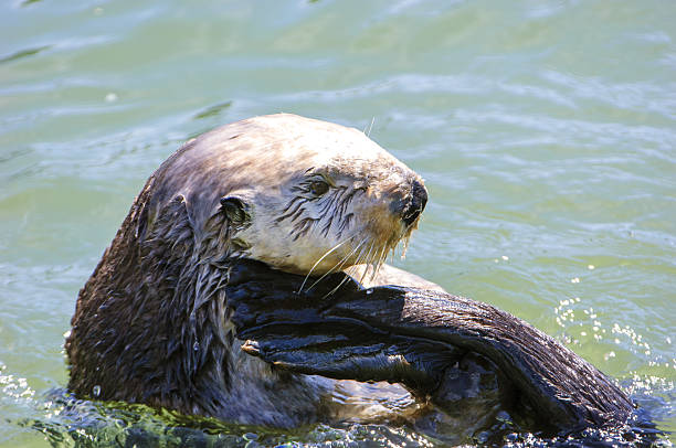 istock Wild Sea Otter Resting in Calm Ocean Water 638604254