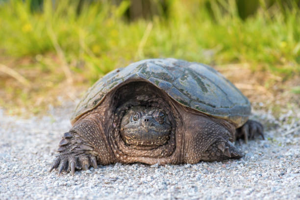 common snapping Turtle stock photo