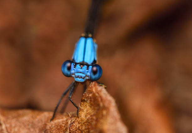 Damselfly stock photo