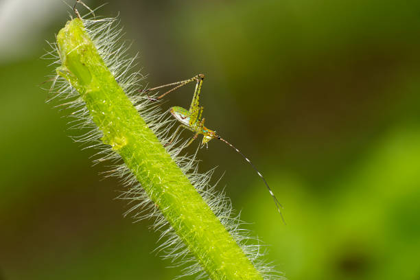 scudderia stock photo