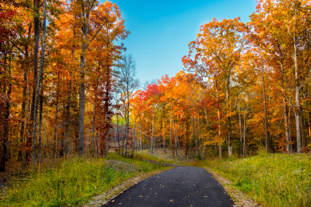 autumn Foliage stock photo