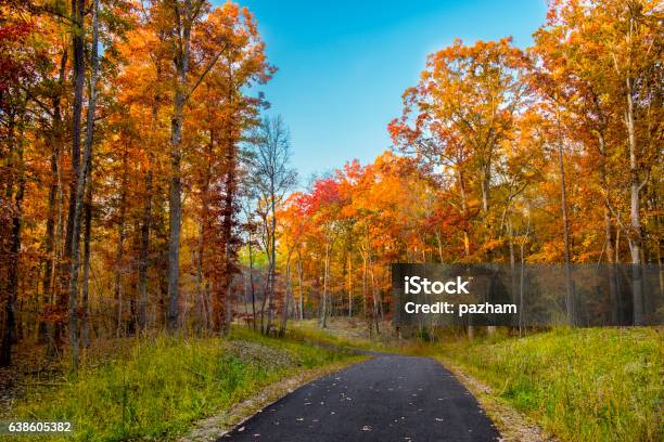 Autumn Foliage Stock Photo - Download Image Now - North Carolina - US State, Cary - North Carolina, Autumn