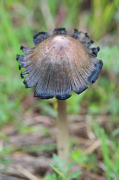 istock Mushroom in Prairie, Oklahoma 638605540