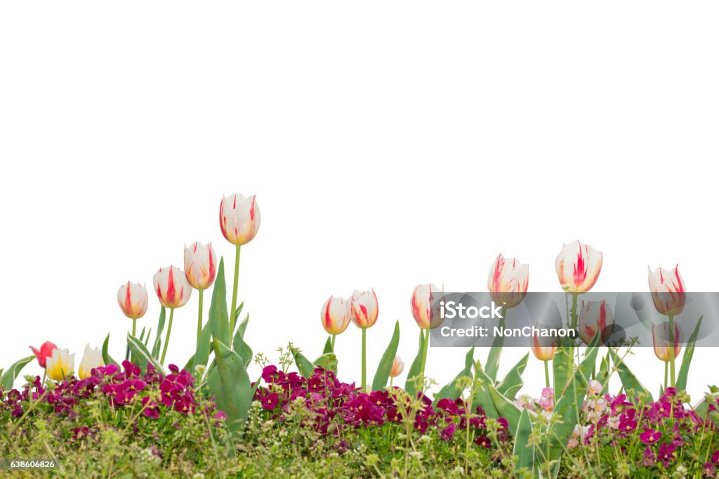 Beautiful floral white and red tulips isolated on white. Beautiful floral white and red tulips isolated on white background. object with clipping path. Botany Stock Photo