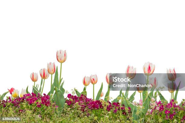 Beautiful Floral White And Red Tulips Isolated On White Stock Photo - Download Image Now
