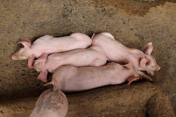 istock Many white pig on a farm. 638607954