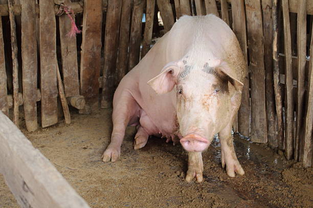 istock Many white pig on a farm. 638608058