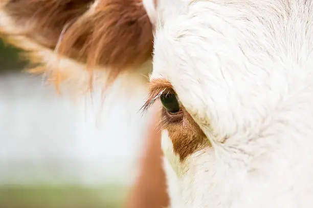 Close-up view of a brown and white Hereford cow's eye. Only part of the cow's head and ear are visible in this image.