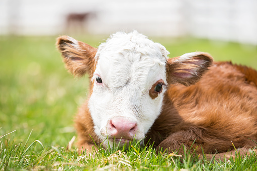 small white and brown spotted calf stands in green grass of spring meadow