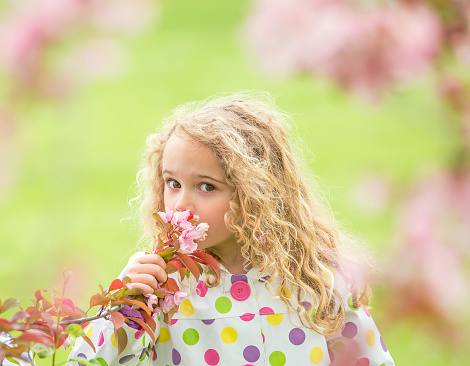 Close-up of a young girl smelling pink tree blossoms while looking at the camera. Image shot through branches on the tree to form a natural frame around the girl. Taken on a rainy spring morning, so the girl is wearing a multicolored polka dot rain coat.