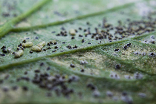 istock Macro of tomato leaf with insect pest. Insect approach consuming 638610614