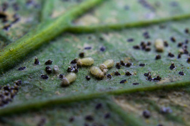 istock Macro of tomato leaf with insect pest. Insect approach consuming 638610696