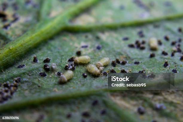 Macro Of Tomato Leaf With Insect Pest Insect Approach Consuming Stock Photo - Download Image Now