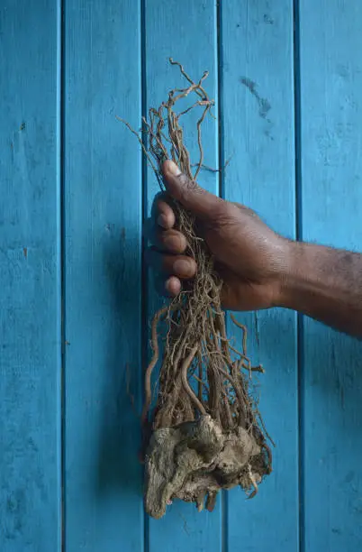 Fijian man hands holds a root of the pepper plant (piper methysticum used to produce a drink with sedative, anesthetic, euphoriant, and entheogenic properties. Kava is consumed throughout the Pacific Ocean cultures of Polynesia.