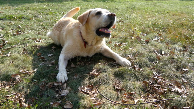 Dog breed labrador retriever lies on green grass and barking. Training of domestic animal. Close up