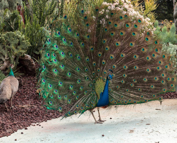 istock Mating display of a blue and green male peacock 638613498
