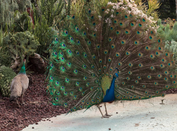 istock Mating display of a blue and green male peacock 638613574