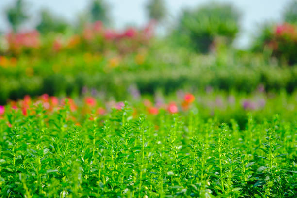 Flowers in Garden. Selective focus and sunlight effect.