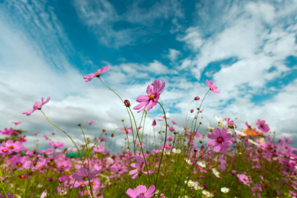 istock Cosmos flower blossom in garden 638614644