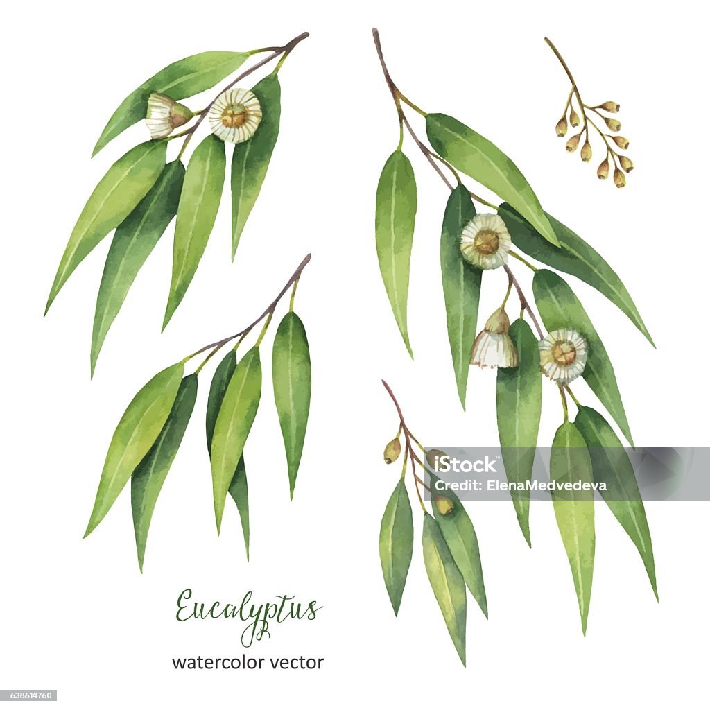 Ensemble vectoriel peint à l’aquarelle peint à la main avec des feuilles et des branches d’eucalyptus. - clipart vectoriel de Eucalyptus libre de droits