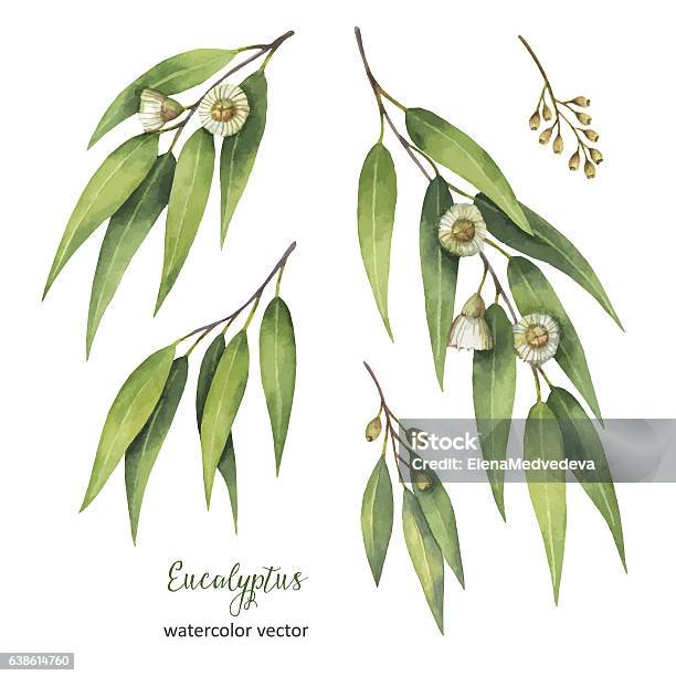 Ensemble Vectoriel Peint À Laquarelle Peint À La Main Avec Des Feuilles Et Des Branches Deucalyptus Vecteurs libres de droits et plus d'images vectorielles de Eucalyptus