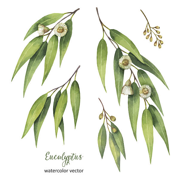 유칼립투스 잎과 가지가 있는 수채화 손 페인팅 벡터. - eucalyptus tree stock illustrations