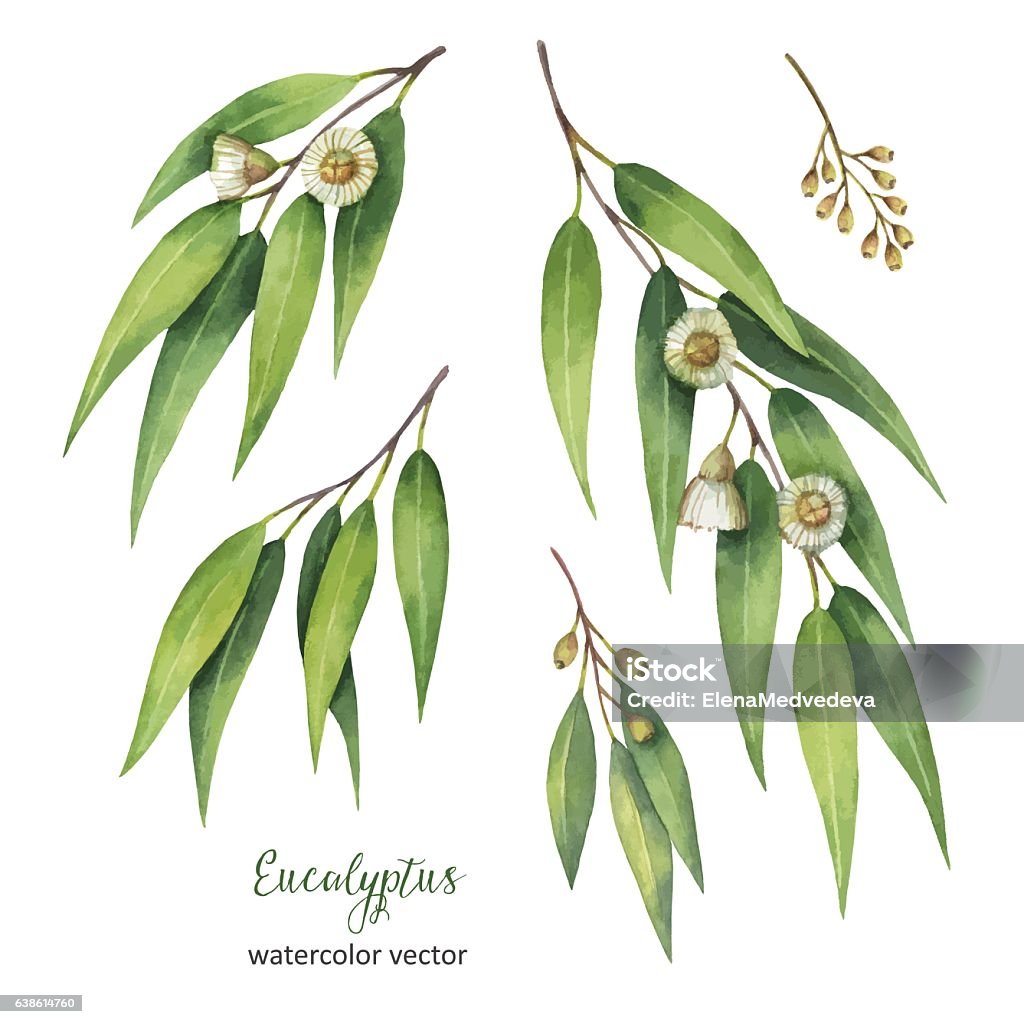 Watercolor hand painted vector set with eucalyptus leaves and branches. Watercolor hand painted vector set with eucalyptus leaves and branches. Floral illustration isolated on white background. Eucalyptus Tree stock vector