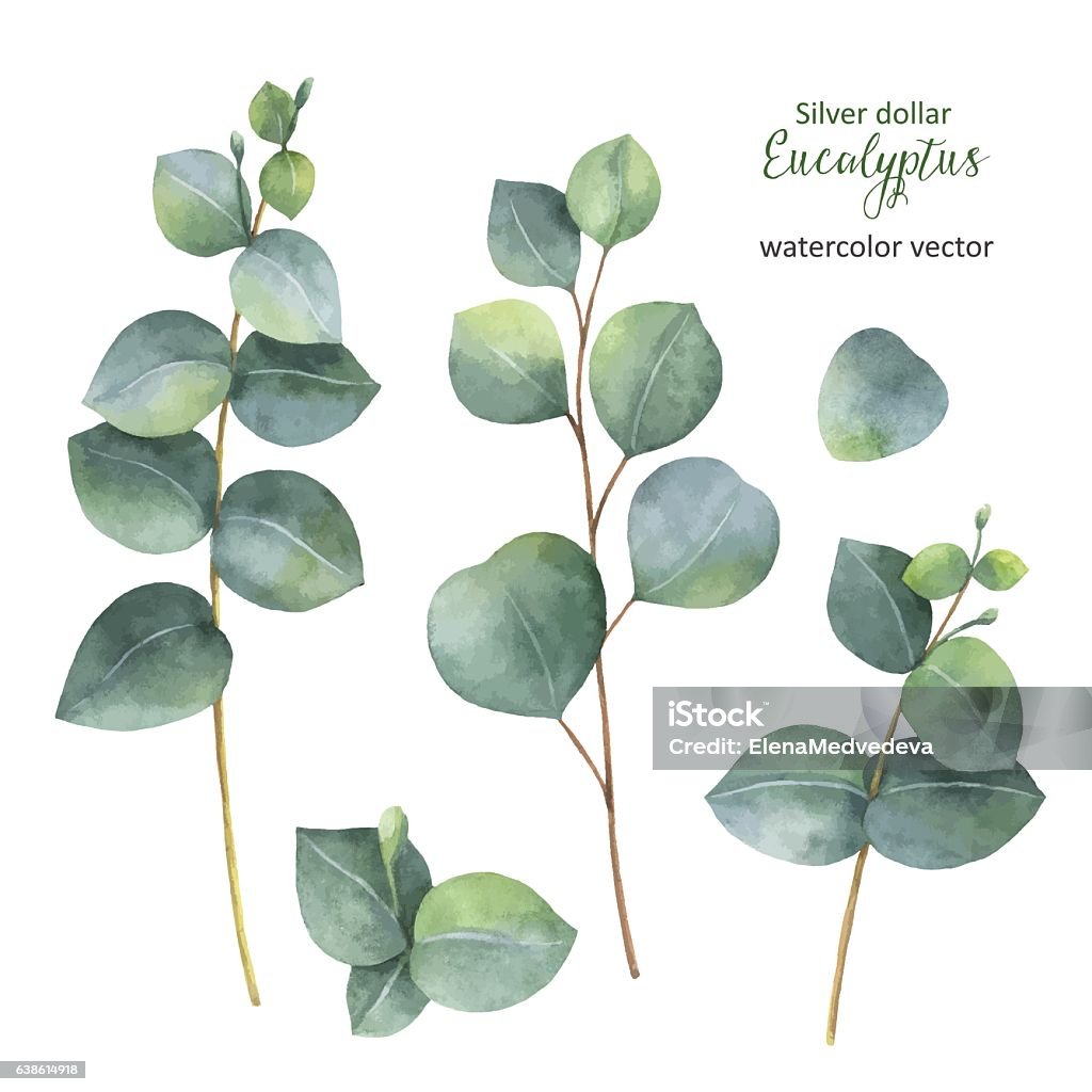 Watercolor hand painted vector set with silver dollar eucalyptus. Watercolor hand painted vector set with silver dollar eucalyptus leaves and branches. Floral illustration isolated on white background. Eucalyptus Tree stock vector