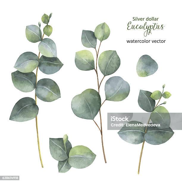 Watercolor Hand Painted Vector Set With Silver Dollar Eucalyptus Stock Illustration - Download Image Now